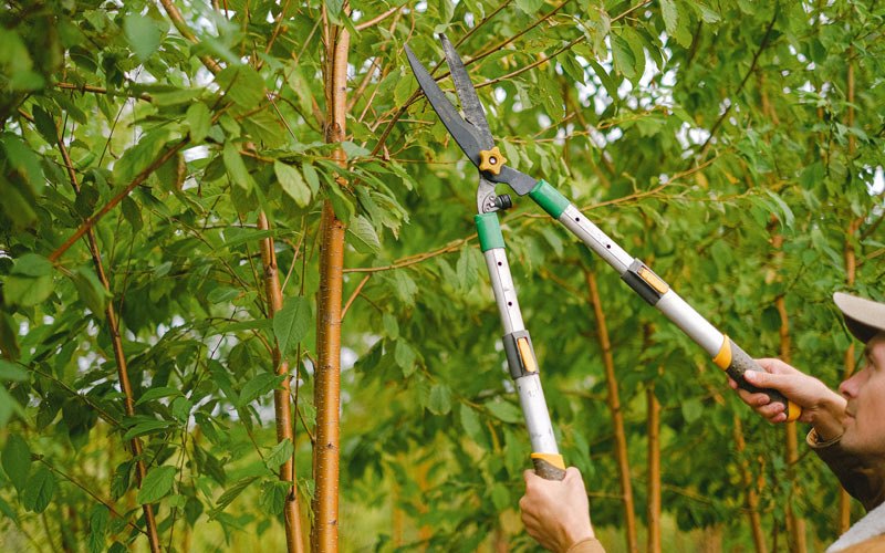 Tree trimming in Schleswig, IA